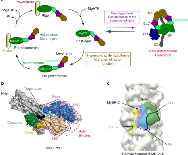 Fig. 1 Myosin mesa and sequestered state. a Schematic representation of the motor cycle and the regulation of the β -cardiac myosin activity