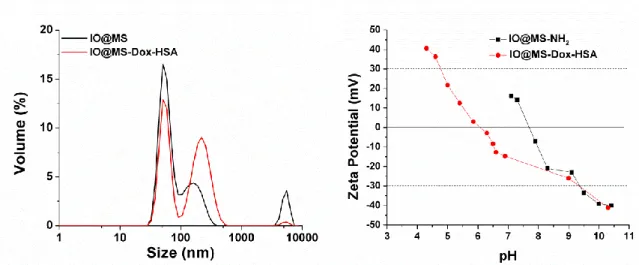 Figure 7. A) DLS measurement of IO@MS and IO@MS-Dox-HSA NPs and B) Zeta potentials of  IO@MS-NH 2  and IO@MS-Dox-HSA NPs