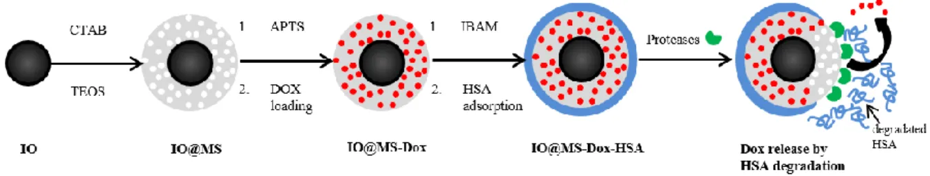 Figure  1:  Schematic  illustration  of  the  synthetic  procedure  for  IO@MS-Dox-HSA  NPs  and  the  Dox release by HSA degradation via proteases action 