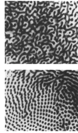 Figure  3-1  Transmission electron micrographs  of cylindrical  morphologies  (dark regions are  poly- poly-butadiene  stained with OsO, )