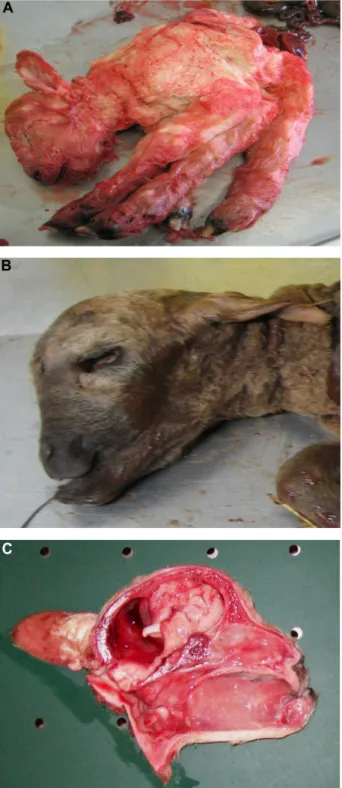 Figure  3  Bluetongue  virus  serotype  8  infection  in  stillborn  lambs  presenting  arthrogryposis  (A),  brachygnathia  superior  and  anophthalmia  (B),  and  cerebellar  hypoplasia (C).