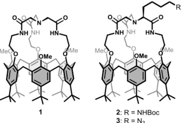 Figure 1. The calix[6]cryptamides 1-3. 