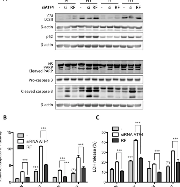 Fig. 6. ATF4 is involved in autophagy activation after taxol exposure in MDA–MB-231 cells