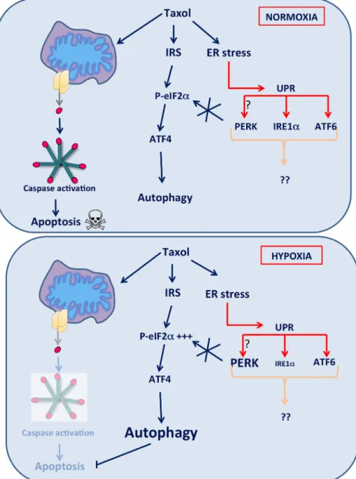 Fig. 9. Mechanisms promoting cancer cell survival after taxol treatment under hypoxia.