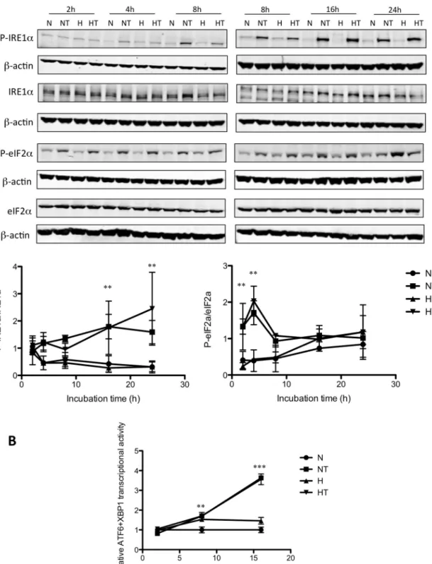 Fig. 1. PERK, IRE1␣, and ATF6 pathways are activated after taxol exposure under normoxia and hypoxia in MDA-MB-2331 cells