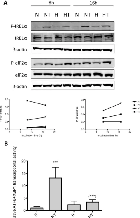 Fig. 2. PERK, IRE1␣, and ATF6 pathways are activated after taxol exposure under normoxia and hypoxia in T47D cells.