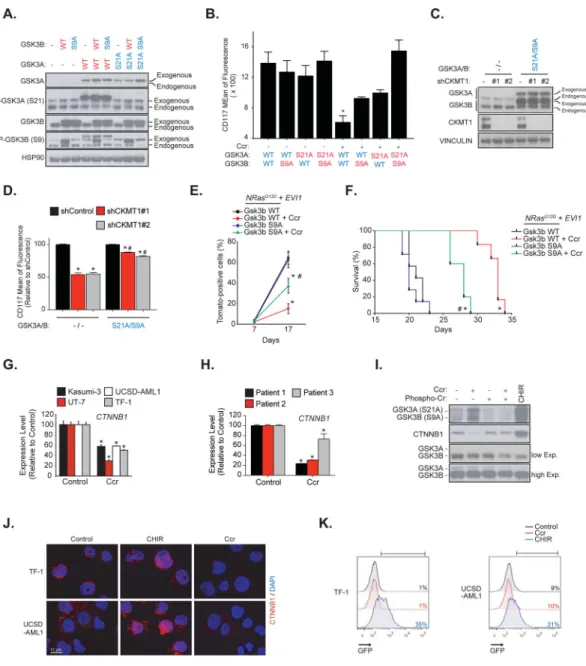 Figure 2. The anti-leukemic effects of creatine kinase pathway inhibition are mediated by  concomitant GSK3 inhibition and CTNNB1 silencing.