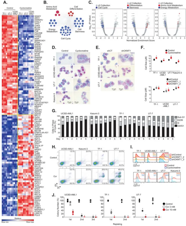 Figure 5. Inhibition of the creatine kinase pathway alters the viability of EVI-1-positive AML  cells via cell cycle blockade and apoptosis induction