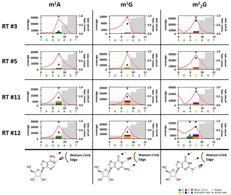 Figure 4. Examples for RT-signatures of m 1 A, m 1 G and m 2 2 G by RT from revolver oligo analyses and the expected structural impairment of the Watson–
