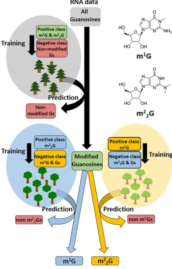 Figure 3. Prediction scheme for guanosine modifications. A first random forest model was trained (10-repetitions 5-fold cross validation) separately by RT on m 1 G &amp; m 2 2 G sites from two replicates of total tRNA  sam-ples from Saccharomyces cerevisia