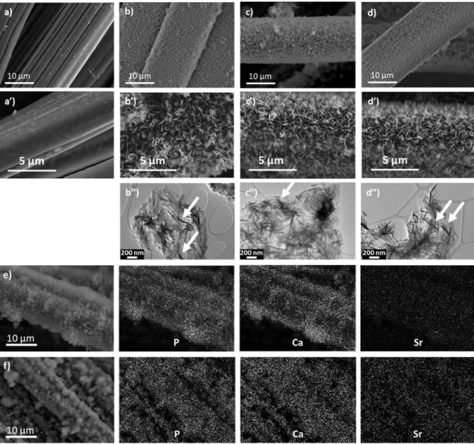 Fig.  2.  SEM  images  of  ACC with  and  without coatings:  a and a’) FM50K (ACC pristine), b and b’) FM50K+0Sr- FM50K+0Sr-CaP,  c  and  c’)  FM50K+5Sr-CaP  and  d  and d’)  FM50K+10Sr-CaP