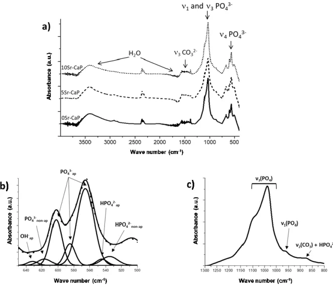 Fig. 3. (a) FTIR spectra of the xSr-CaP materials (bottom-up: FM50K+0Sr-CaP; FM50K+5Sr-CaP; FM50K+10Sr- FM50K+10Sr-CaP,  respectively);  (b)  detail  of  ʋ 4   mode  of  PO 4 3-   domain  with  peak  deconvolutions  and  (c)  detail  of  ʋ 1   and  ʋ 3