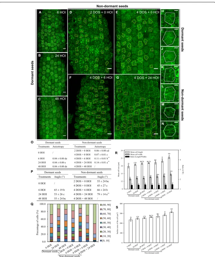 Fig. 2 Microtubule organisation and hypocotyl cell shape in imbibed dormant and non-dormant p35S::GFP-TUB6 seeds