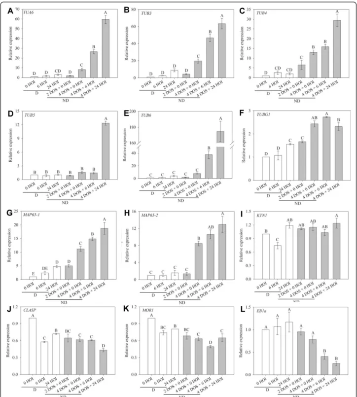 Fig. 3 Reorganisation of microtubules during germination is associated with changes in the expression of microtubule-related genes