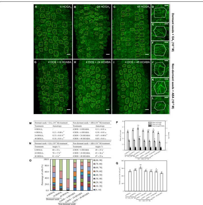 Fig. 4 Gibberellic acid and abscisic acid modify microtubule organisation in dormant and non-dormant seeds