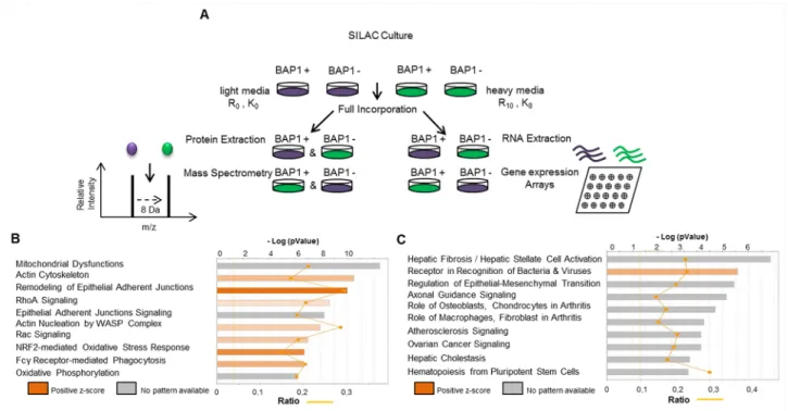 Figure 1: SILAC-based proteomics approach (SILAC/MS) reveals two major signatures associated with BAP1  expression
