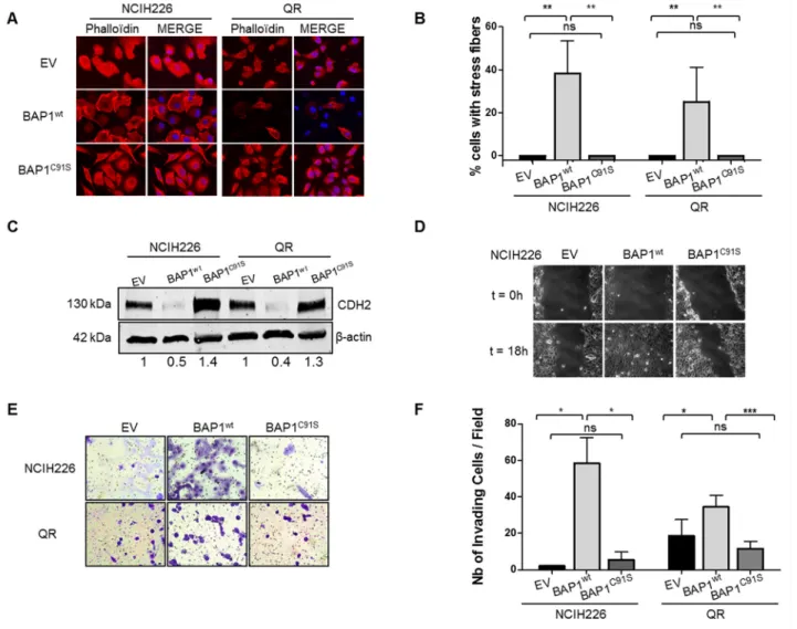 Figure 2: BAP1 deubiquitinase activity is associated with morphological changes and acquired invasive/migratory  capacities