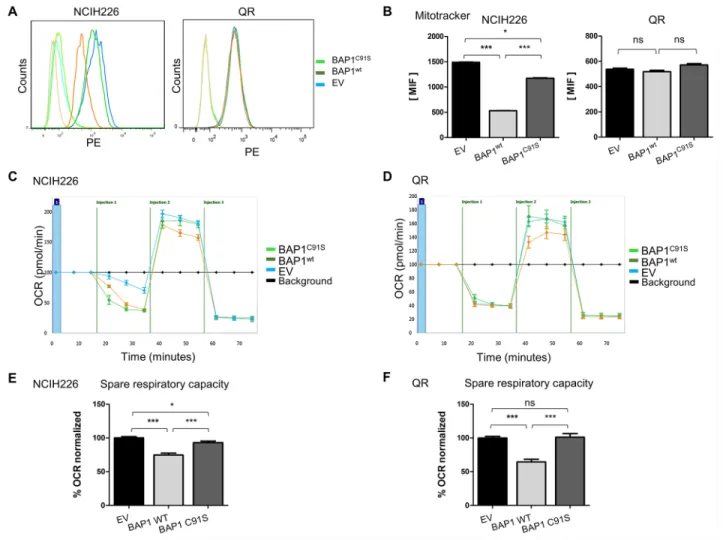 Figure 3: BAP1 deubiquitinase activity is associated with decrease of mitochondrial active mass and reduced respiratory  capacities