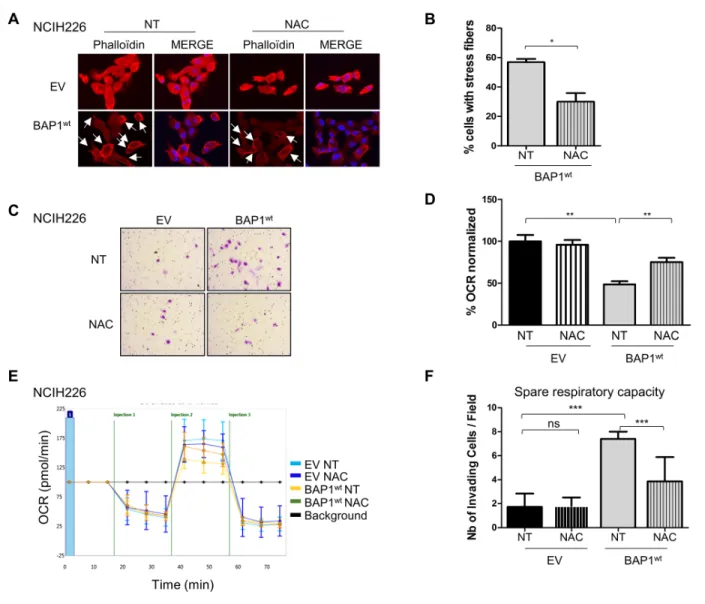 Figure 5: BAP1-related increased ROS level is involved in both morphological and metabolic changes in NCI-H226  cell line