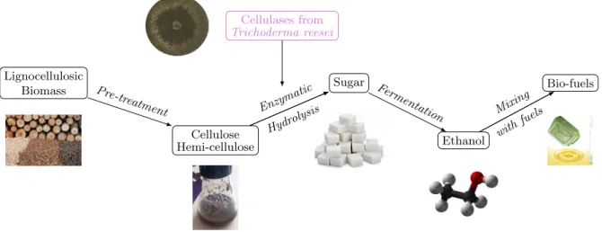 Figure 1.1 ∼ Scheme of second generation bio-fuels process ∼ The costliest step to be improved is highlighted in pink color.