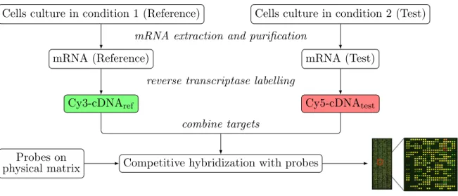 Figure 2.2 ∼ Diagram of the principle of two-channel microarray technology ∼