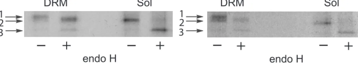 Figure 5DRMSolendo H      -+-+ endo H      -+ - +DRMSol132132
