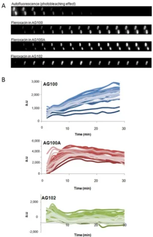 Figure 3.  Microspectrofluorimetry on bacterial strains (30–40 bacterial cells) during time-course incubation