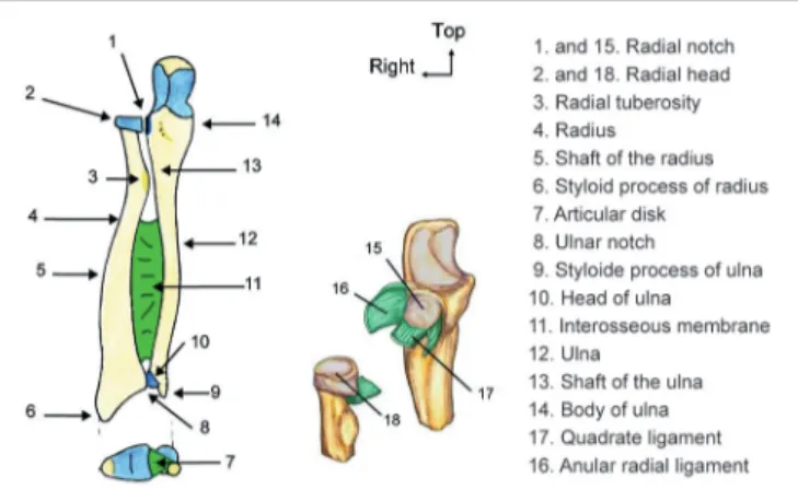 FIGURE 1 | Main diagram of the forearm anatomy used in learning and testing phases. In total 14 different names had to be memorized on the main diagram (left) and two more on the diagram with ligaments (on the right)