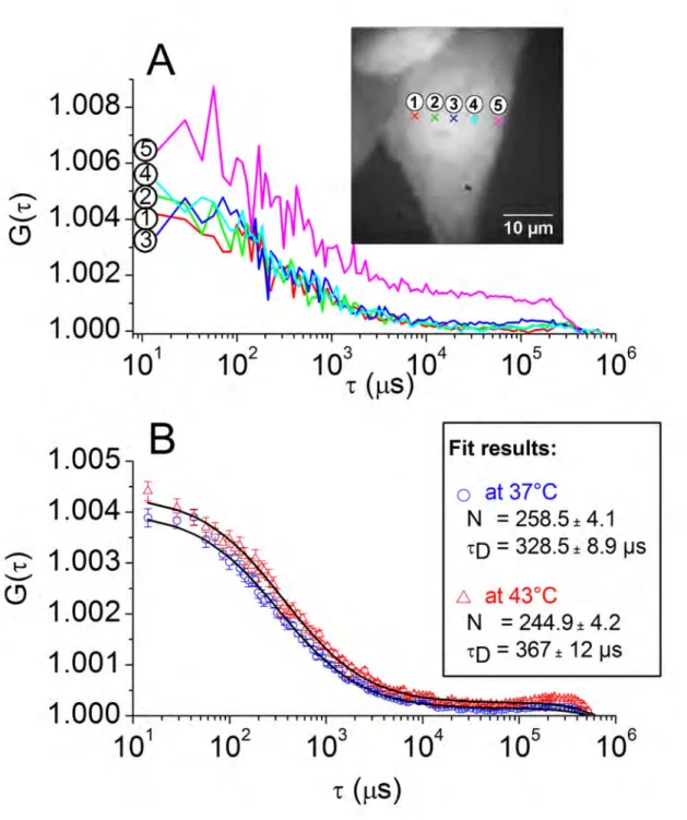 Figure 1: ACF obtained with eGFP cells. (A) example of ACF curves acquired from four spots  located in the nucleus (spots 1 to 4) and one in the cytoplasm (spot 5) of a single eGFP cell at  37°C (The inset shows the location of the spots marked by crosses 