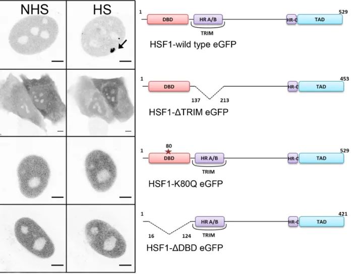 Figure 1. Intracellular localization of HSF1 transcription factor in HeLa cells. CLSM images of wild type HSF1-eGFP, HSF1-DTRIM-eGFP, HSF1-K80Q-eGFP and HSF1-DDBD-eGFP before (NHS) and after a one hour heat shock (HS)