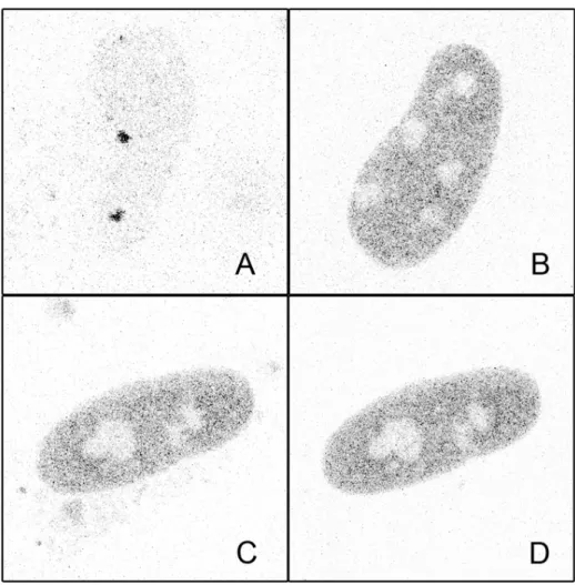 Figure 8. Intracellular distribution of endogenous HSF1 after heat shock. Confocal images of endogenous HSF1 after a one hour heat shock in stable WT and K80Q cell lines.