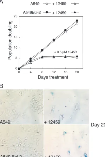 Figure 5. SA b-galactosidase activity in untreated A549 or A549::Bcl-2 cells (control) or in cells treated with 12459 for 4 days (0.3 mM, panel a) or for 7 days (10 mM, panel b)