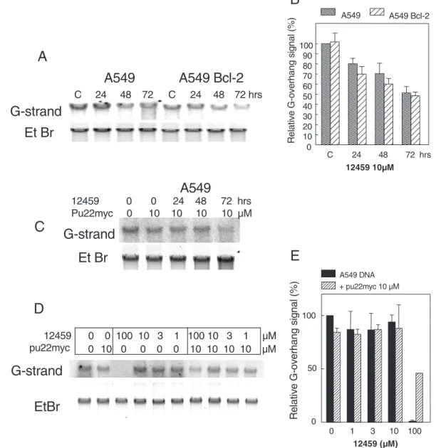 Figure 7. (a) Non-denaturing solution hybridization analysis of the 3 0 telomeric overhang in A549 or A549::Bcl-2 control cells (C) or in cells treated with 10 mM 12459 for 24, 48 or 72 h, as indicated