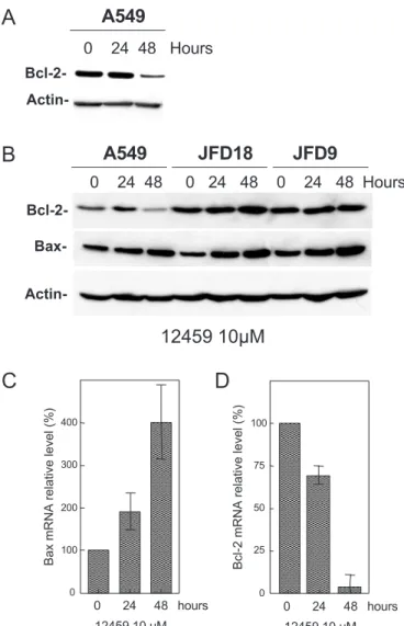 Figure 2. (a and b) Western blot analysis of Bcl-2 and Bax protein expression performed in A549, JFD18 or JFD9 control cells (0) or cells treated with 10 mM 12459 for 24 or 48 h, as indicated