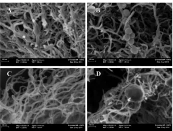 Fig. 1A and B shows the SEM image of the fibrous structure of the polymer. The chitosan matrix is composed of nanofibres with  dia-meters varying from 25 to 35 nm