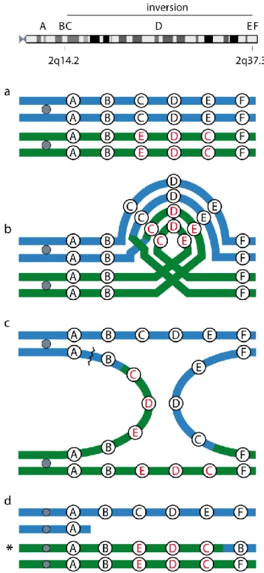 Fig. 7. Breakage of a dicentric chromosome as a mechanism for the formation of the recombinant observed  in the patient