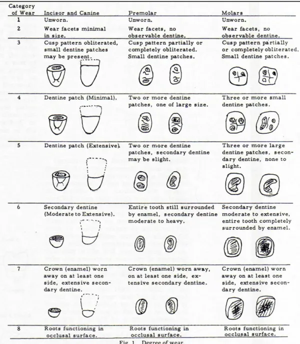 Figure 12 : Intensité de l’usure selon le type de dent, caractère 1 (Molnar 1971, p. 178) 