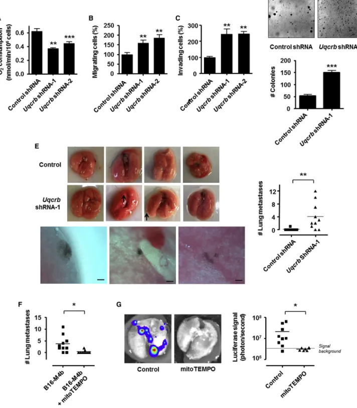 Figure 6. Mitochondrial ROS Scavenging Prevents Metastatic Tumor Dissemination