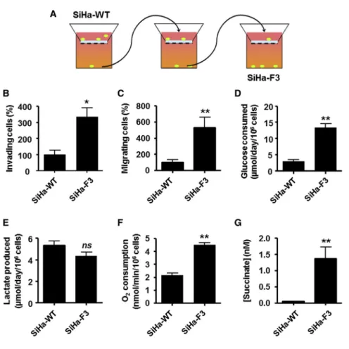 Figure 1. The Experimental Selection of Superinvasive Tumor Cells Correlates with Increased Mitochondrial Activity