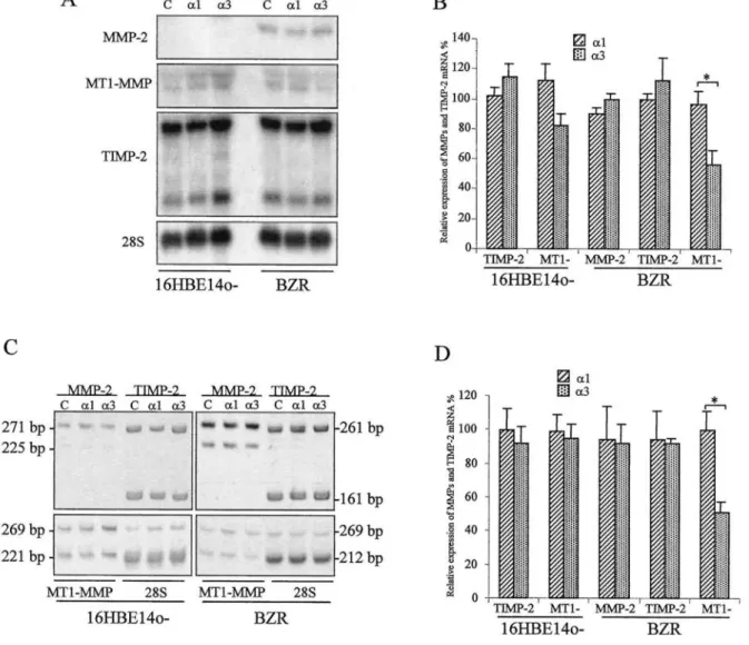 Figure 2. Effect of the NC1 α3(IV) on the expression of MMP-2, TIMP-2, and MT1-MMP by 16HBE140- and  BZR cells