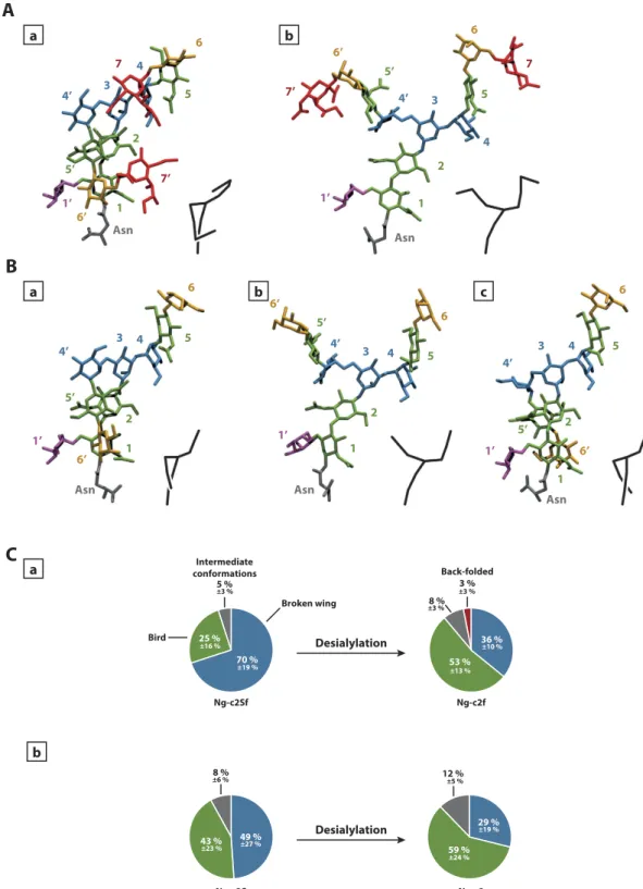 Figure 1.  Identification of conformational families. Representation of the most common –conformational  states of monofucosylated disialylated bi-antennary glycan (Ng-c2Sf) (A) and monofucosylated bi-antennary  glycan (Ng-c2f) (B)