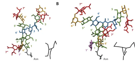 Figure 6.  Main conformational families of tri-antennary glycan. Representation of the most common  conformational states of monofucosylated trisialylated tri-antennary glycan (Ng-c3Sf)