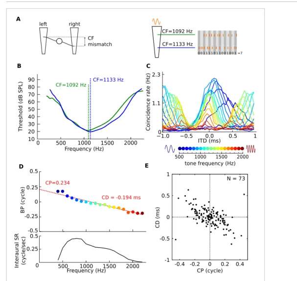 Figure 6C shows the results of coincidence analysis on responses to tones with frequencies between 400 and 2200 Hz (bin width = 50 μs), for two fibers with similar but slightly different frequency tuning (CF = 1092 Hz and 1133 Hz, Figure 6B)