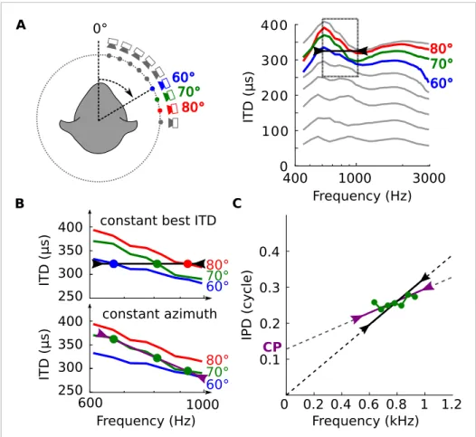 Figure 3. Tuning to frequency-dependent ITDs. (A) Left, head-related transfer functions (HRTFs) are measured binaurally for different speaker positions