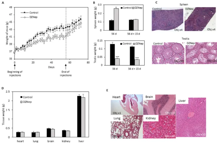 Figure 1: Effect of DZNep on body weight, and tissues of immunocompetent mice.  NMRI mice were treated for 8 weeks with  DZNep (i.p., 2 mg/kg/days, 3 times a week), then  kept alive for two supplemental weeks without injection