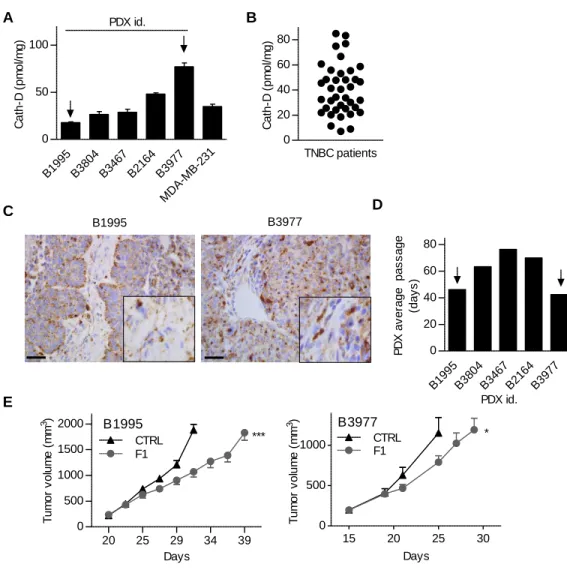 Fig. 6. The anti-cath-D F1 antibody inhibits tumor growth of TNBC PDXs