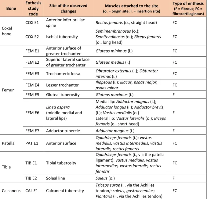 Table 9. Entheses investigated in the analysis of entheseal changes  Bone  Enthesis 