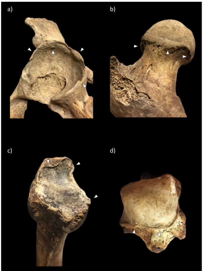 Figure  14. Examples of changes scored at the a) acetabular surface of the coxofemoral joint; 