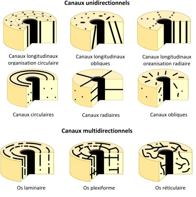Figure 10 : Différents types de répartition des canaux vasculaires de l’os cortical. 