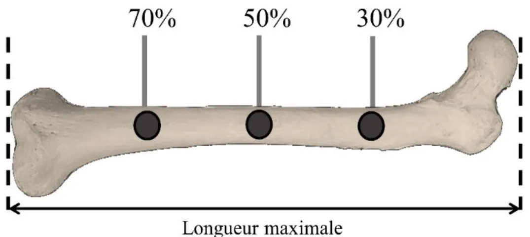 Figure 20 : Positionnement des régions d’intérêt étudiées à 30 %, 50 % et 70 % de la longueur maximal de l’os